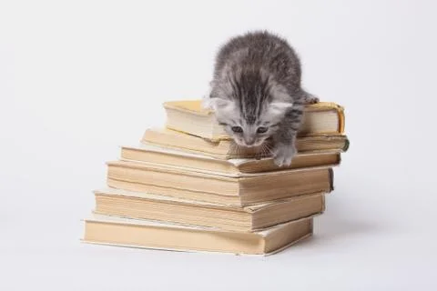 Little kitty sitting on a stack of books Stock Photos