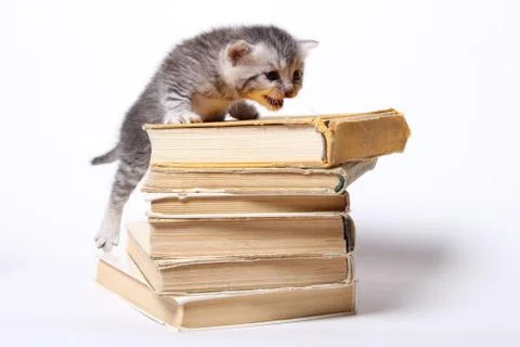 Little kitty sitting on a stack of books Stock Photos