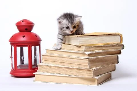Little kitty sitting on a stack of books Stock Photos