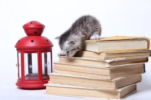 Little kitty sitting on a stack of books Stock Photos