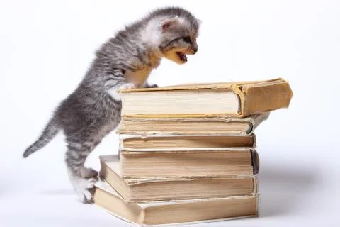 Little kitty sitting on a stack of books Stock Photos