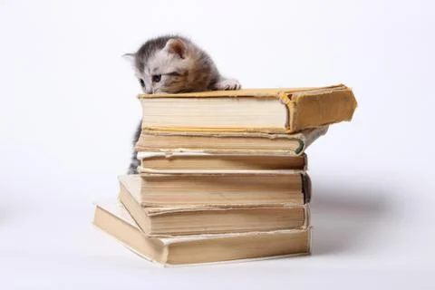 Little kitty sitting on a stack of books Stock Photos