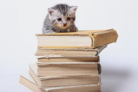 Little kitty sitting on a stack of books Stock Photos