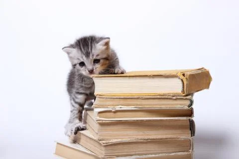 Little kitty sitting on a stack of books Stock-Fotos