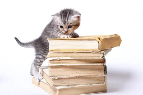 Little kitty sitting on a stack of books Stock Photos