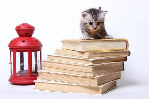 Little kitty sitting on a stack of books Stock Photos