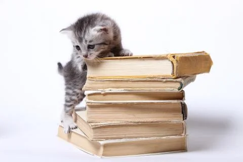 Little kitty sitting on a stack of books Stock-Fotos