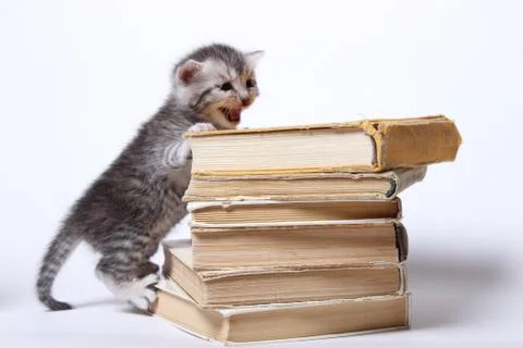 Little kitty sitting on a stack of books Stock Photos