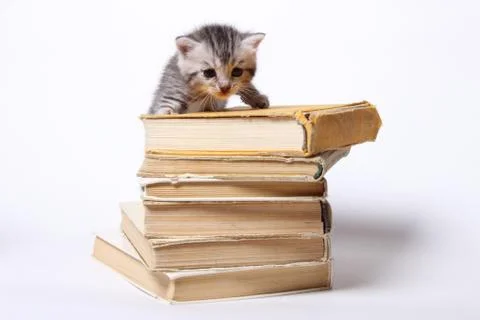 Little kitty sitting on a stack of books Stock Photos