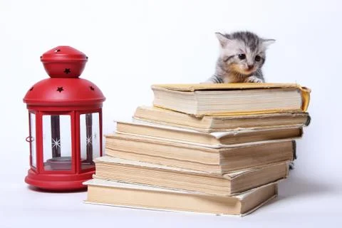 Little kitty sitting on a stack of books Stock Photos