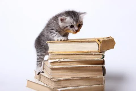 Little kitty sitting on a stack of books Stock Photos