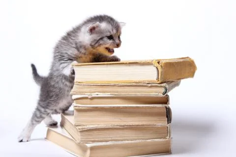 Little kitty sitting on a stack of books Stock Photos