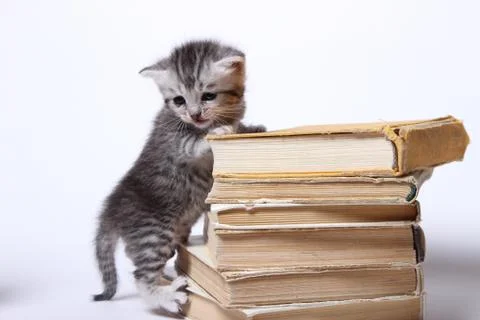 Little kitty sitting on a stack of books Stock Photos