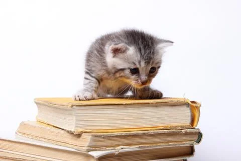 Little kitty sitting on a stack of books Stock-Fotos