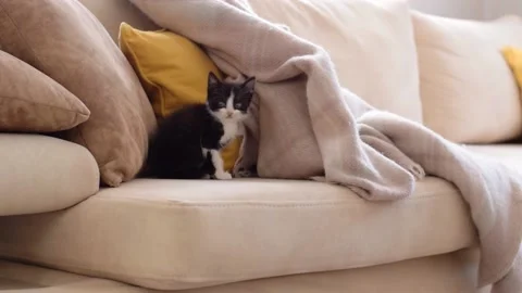 Little kitty on sofa indoor Stock-Footage 142588014