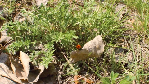 Little ladybug crawls on the grass. Spring season. Nature wakes up Video stock 106376549