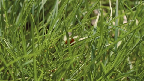 Little ladybug crawls on the grass. Spring season. Nature wakes up Stockbeeldmateriaal 106376675