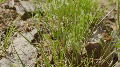 Little ladybug crawls on the grass. Spring season. Nature wakes up Vídeo Stock 106376860