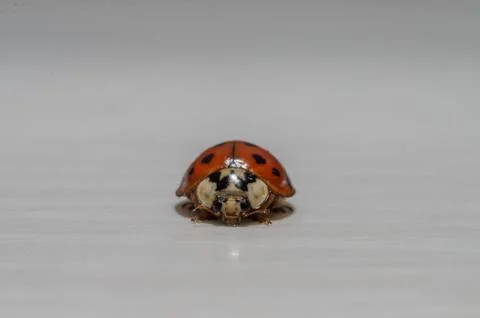 Little ladybug insect on a light background Stock Photos