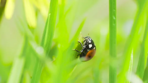 Little ladybug on a leaf close up Stock Footage 197359861