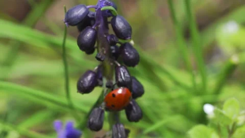Little ladybug on a leaf close up Stock Footage 197359942