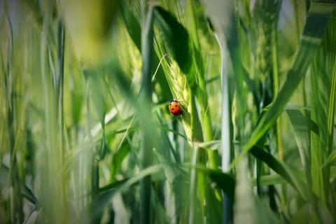 Little ladybug. Foto stock