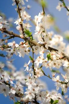 Little ladybug on a spring tree with cherry blossoms Stock Photos