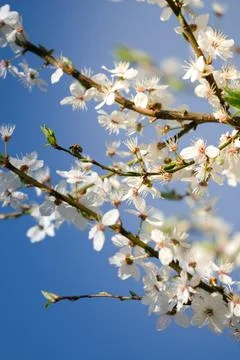 Little ladybug on a spring tree with cherry blossoms Stock Photos