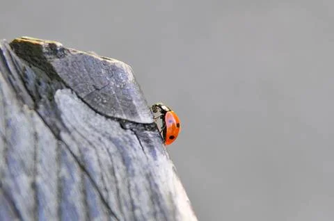 Little ladybug on a trunk Stock Photos