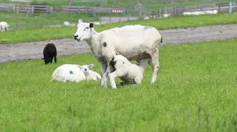 Little lamb drinking milk from its mother Stock Footage 11067161
