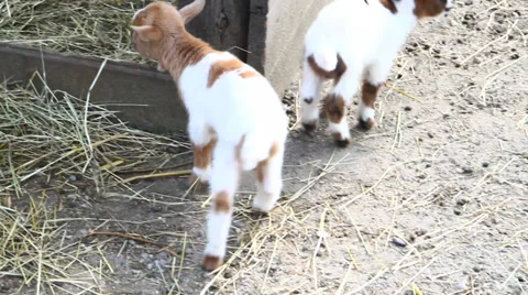 Little lamb 動画素材 36495724