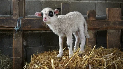 Little lamb 動画素材 126397307