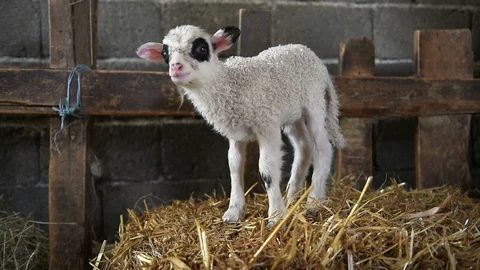 Little lamb 動画素材 126397516