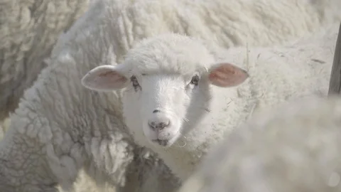 Little lamb Stockbeeldmateriaal 128281931