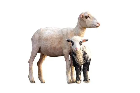 Little lamb with its mother, white with a black face, portrait. Looking at .. Stock Photos