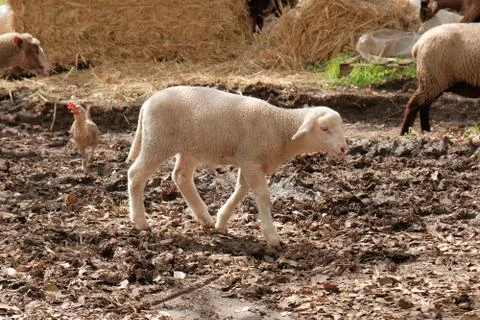 Little lamb on the lawn eats grass Stock-Fotos