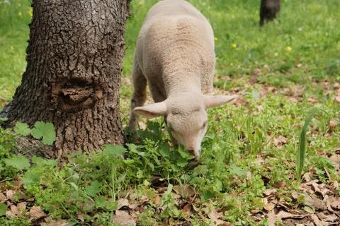 Little lamb on the lawn eats grass Stock Photos