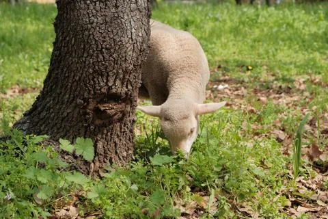Little lamb on the lawn eats grass Stock Photos