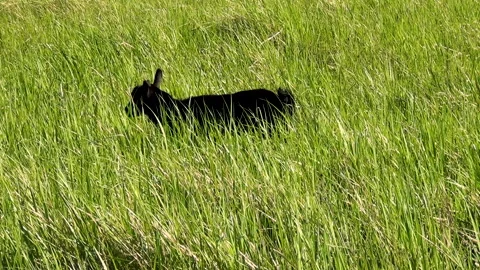 Little lamb in the meadow Stock Footage 131153296