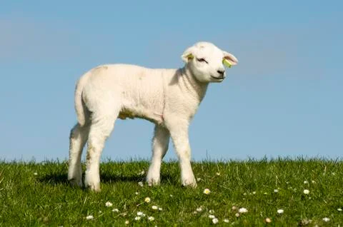 Little lamb Stock Photos