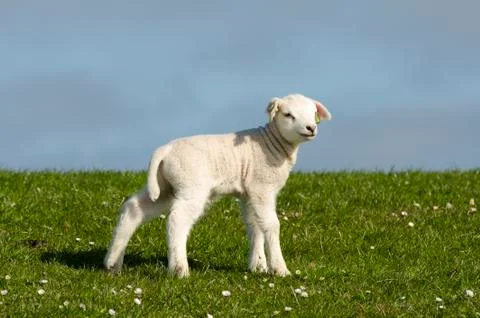 Little lamb Stock Photos