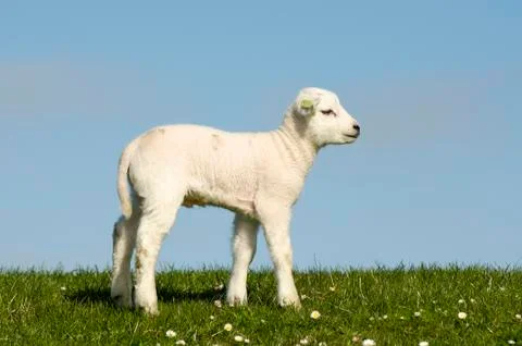 Little lamb Stock Photos