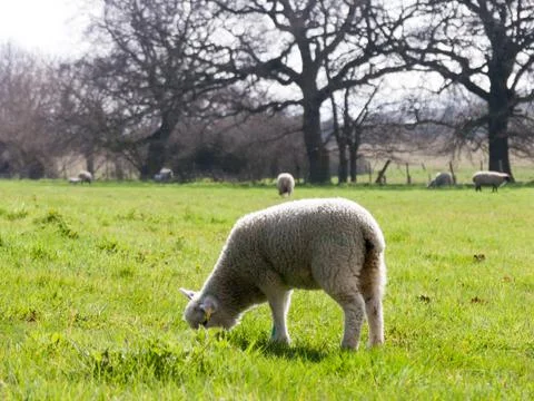Little Lamb Stock Photos