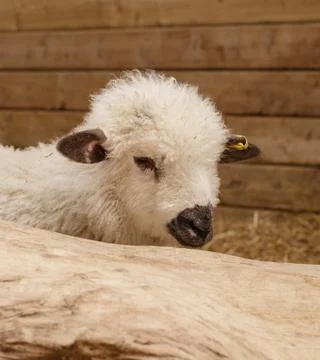 Little lamb Stock Photos