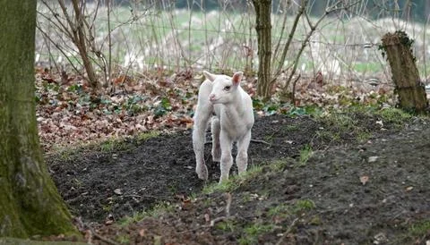 Little lamb in the shadow of a tree Stock Photos