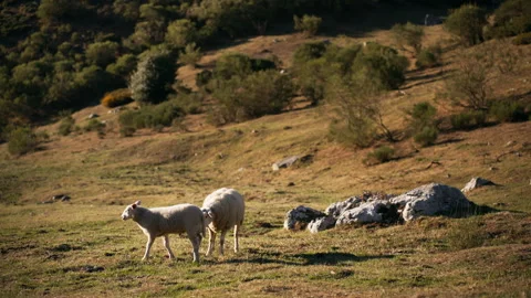 Little lamb walking alongside its mother sheep in a scenic rural field whil.. Stock Footage 346714498