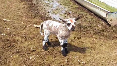 Little lambs playing in a parlor Stock Footage 247457559
