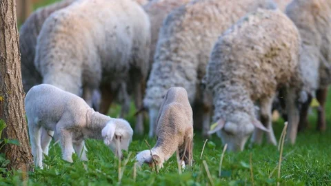 Little Lambs Playing In Spring Stock-Footage 88417121