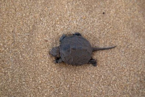 Little land turtle in the desert. Stock Photos