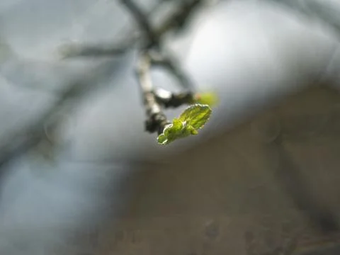 The little leaf on the Apple tree in the spring Stock Photos